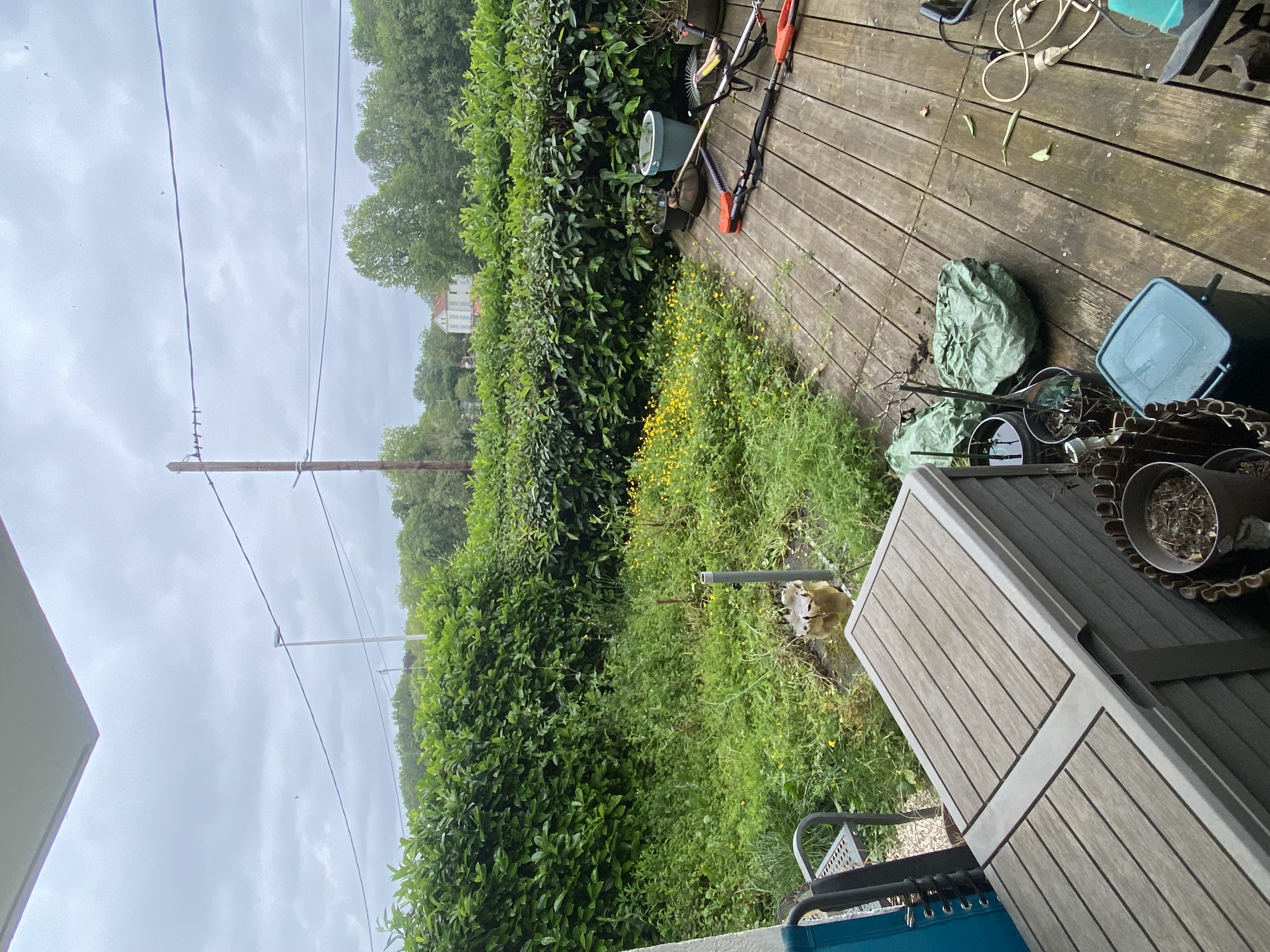 Jardin avant travaux – mauvaises herbes envahissantes